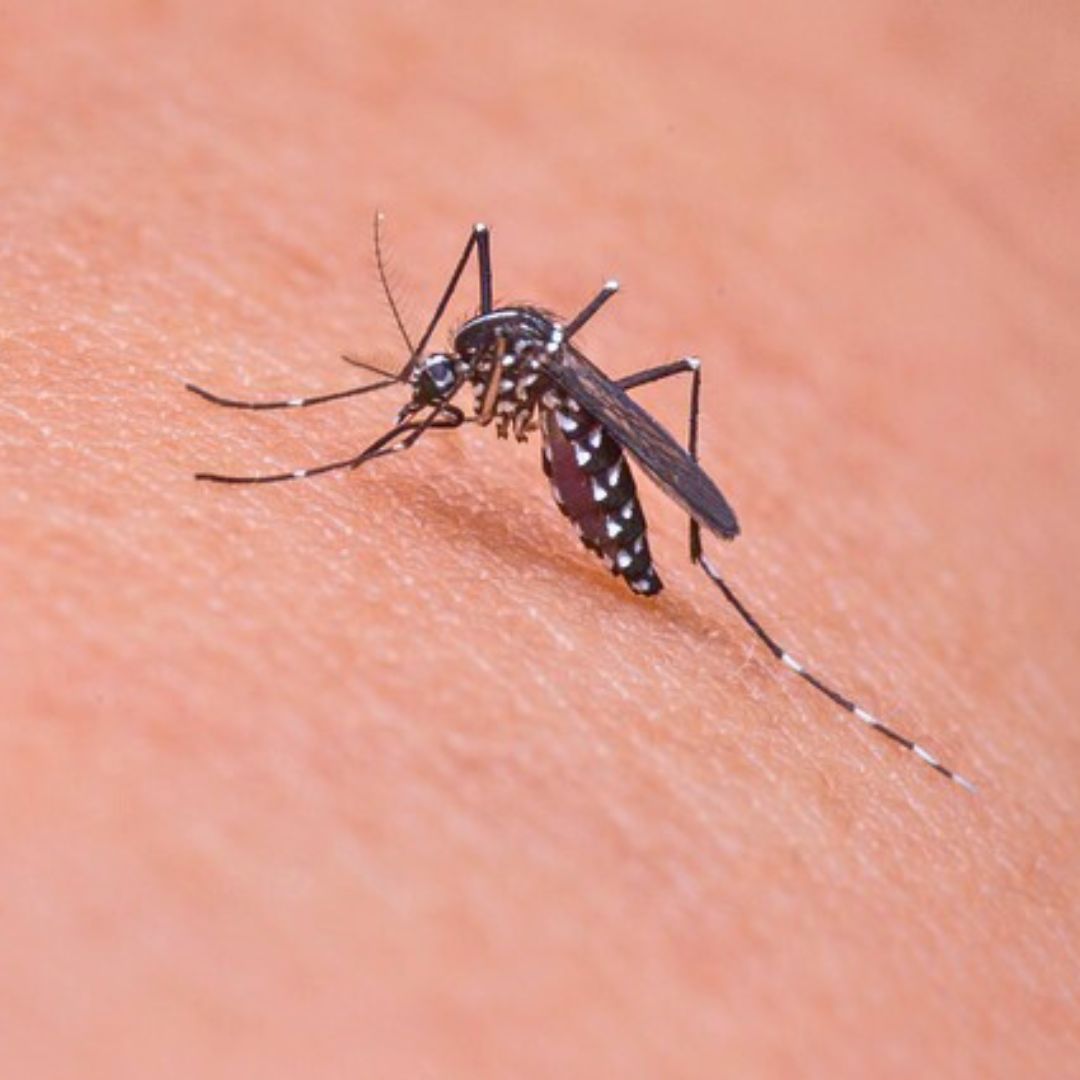 The arrival of mosquitoes in Iceland is more than a curious anomaly—it’s a wake-up call. Climate change is transforming even the most remote corners of the world, bringing unexpected challenges like invasive species and potential health risks.