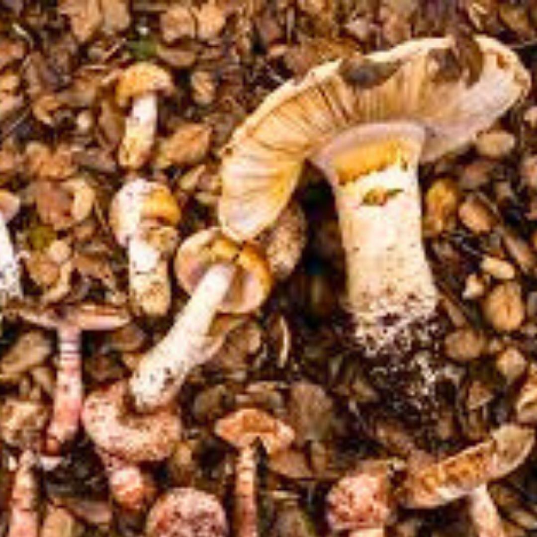 Wild mushroom foraging is exciting but deadly dangerous. Learn why California’s 2025 fatal poisoning outbreak has officials begging people to stop, plus safer alternatives.