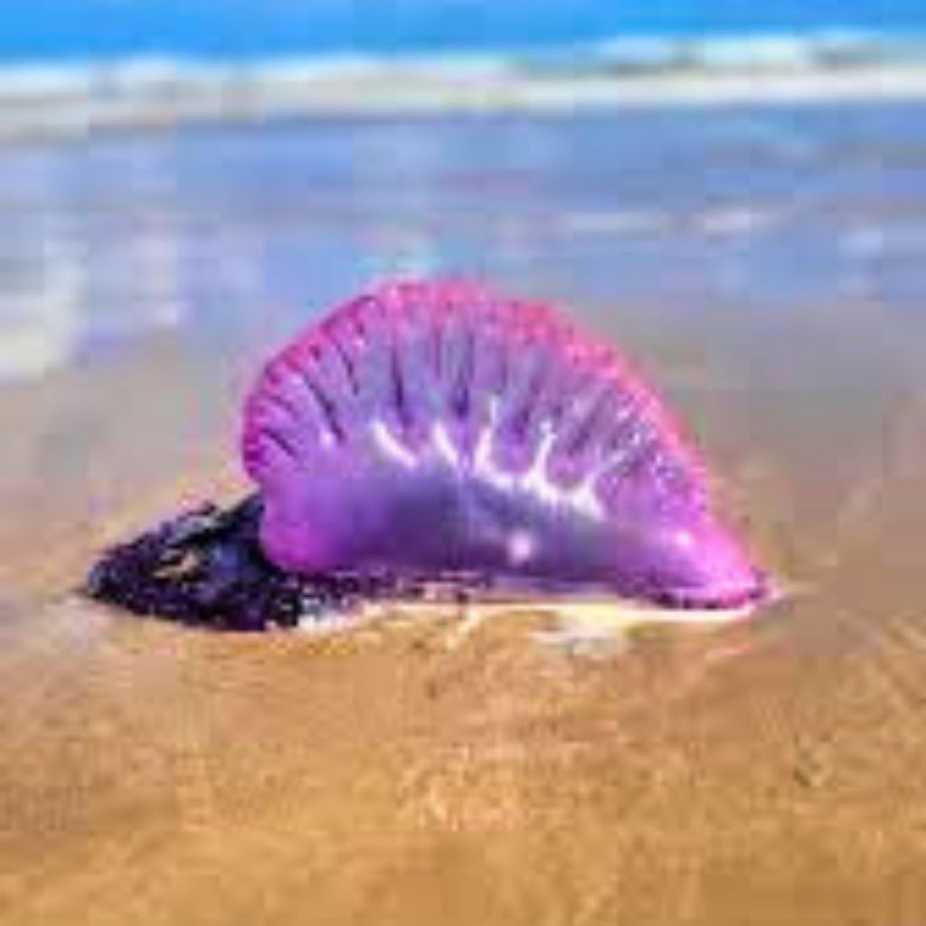 Learn how to identify, treat, and prevent bluebottle jellyfish sting pain on Australian beaches. Discover expert tips for safe summer swimming during 2025 surges.