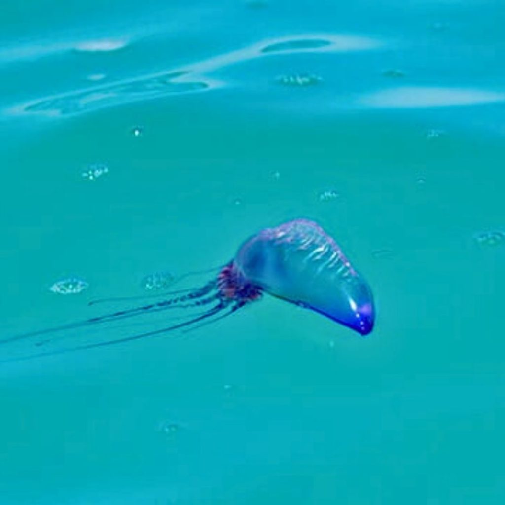 Learn how to identify, treat, and prevent bluebottle jellyfish sting pain on Australian beaches. Discover expert tips for safe summer swimming during 2025 surges.