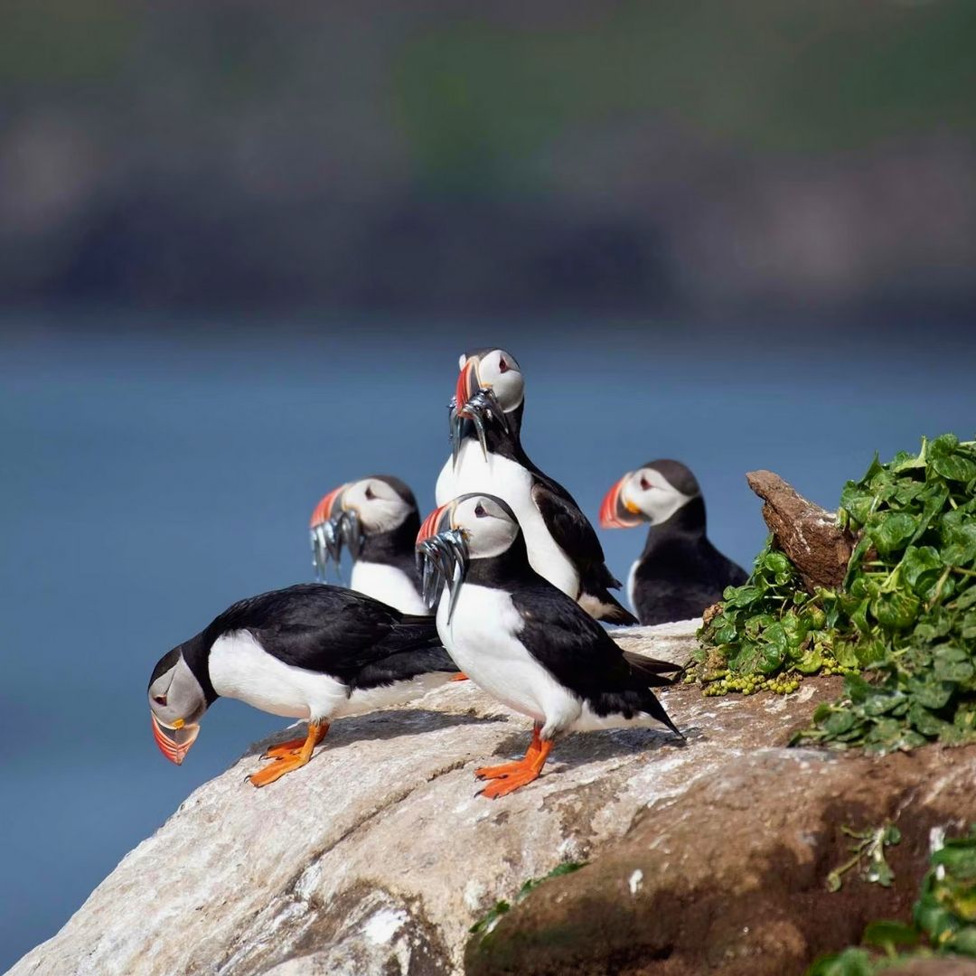 Count Puffins Skomer Application: Your Chance to Live Free on a Magical Island in 2026