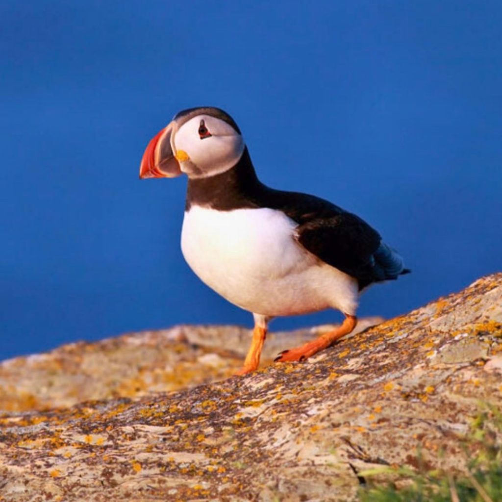 Count Puffins Skomer Application 2026 – Live & Work Free on Island!