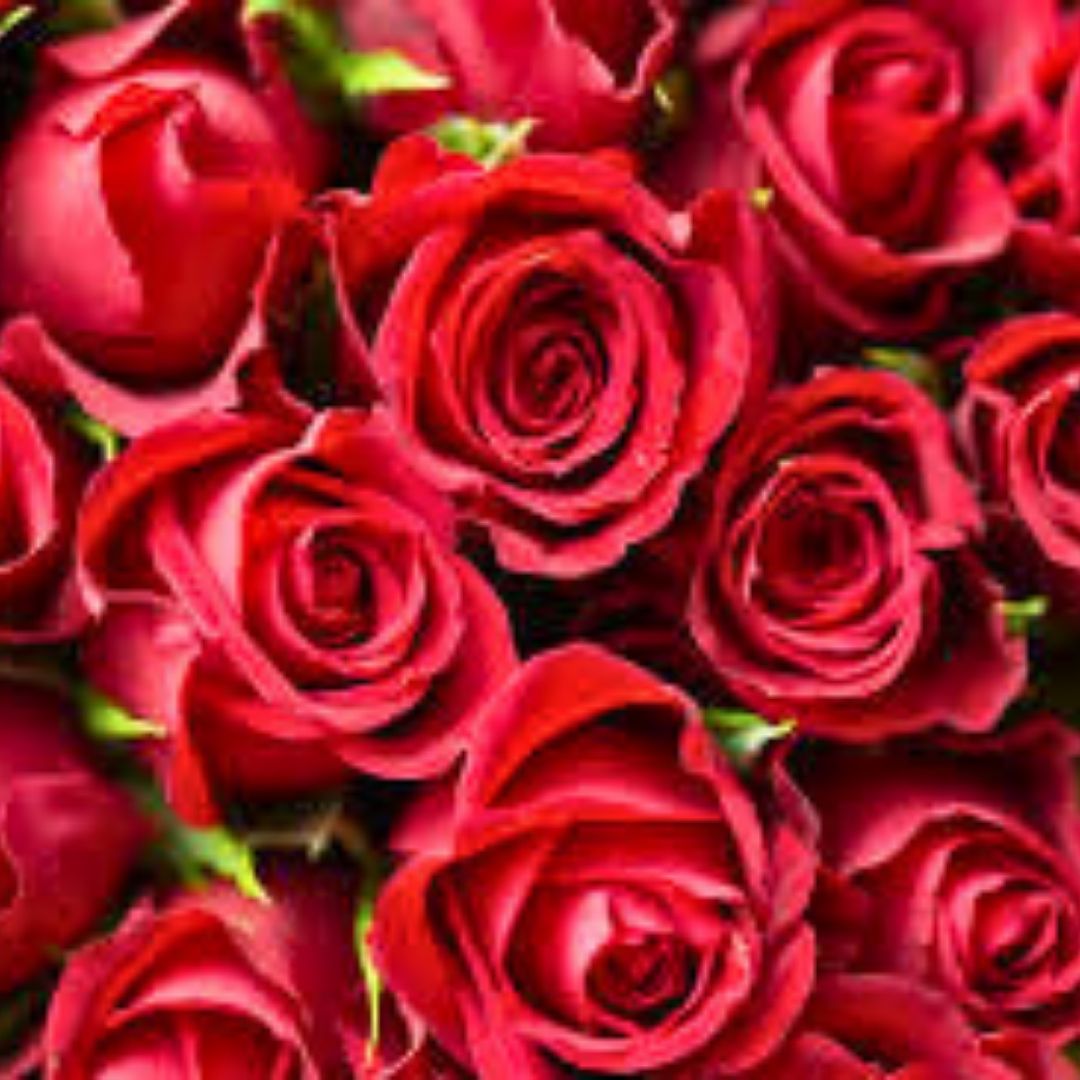 Valentine Flower Market Nepal 2026: Roses, Prices & Valentine's Week Trends