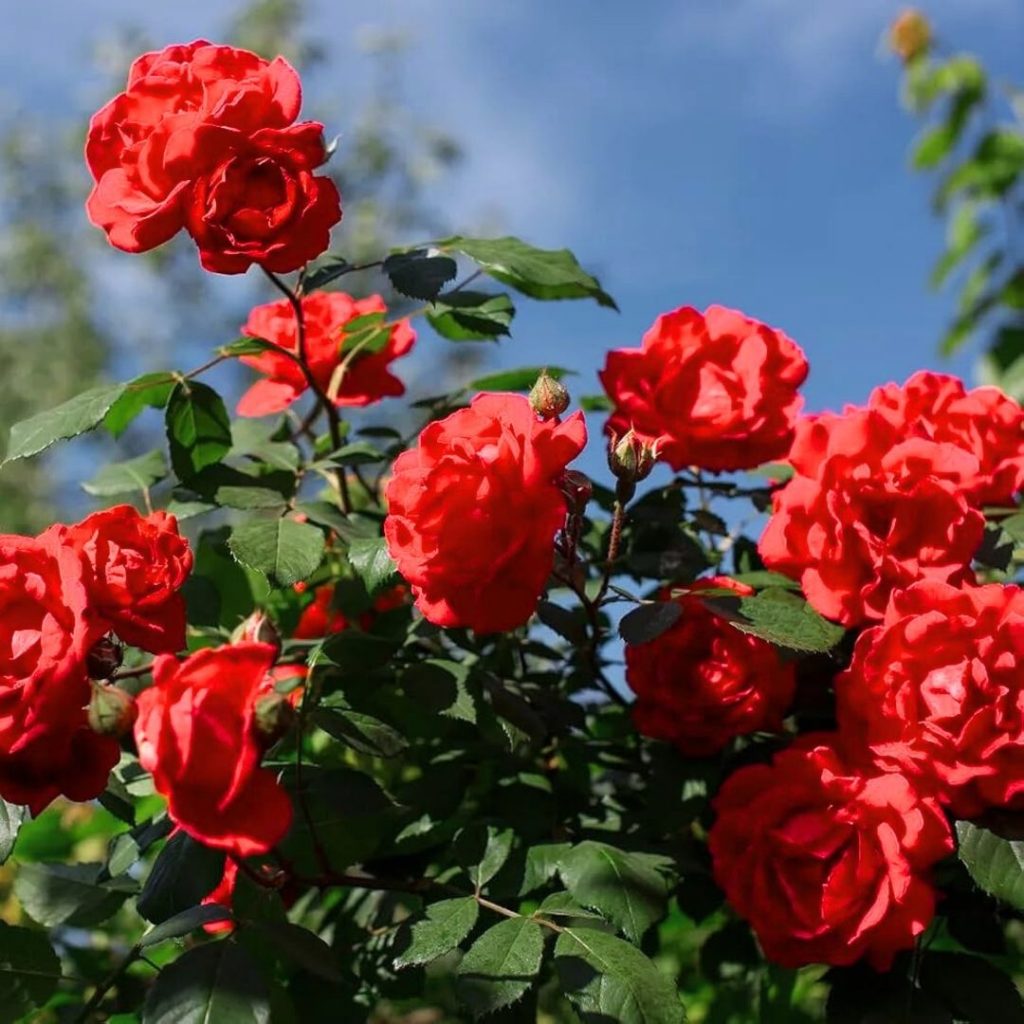 Valentine Flower Market Nepal 2026: Roses, Prices & Valentine's Week Trends